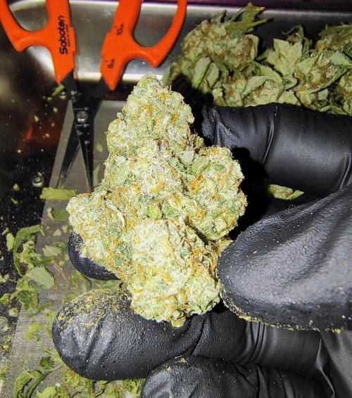 Blueberry - QCS. Week 14 - one of the tops. It's bigger than my gorilla hands make it seem. 