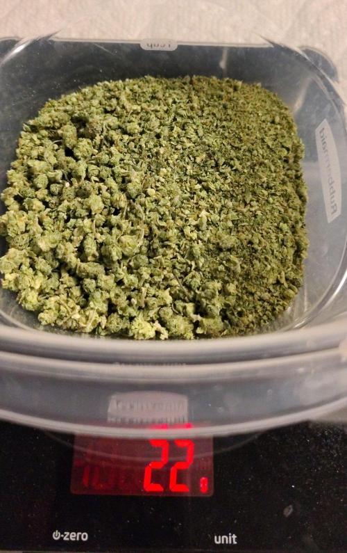 Blueberry - QCS. Week 14 - what was left of the larf after I removed (mostly) the seeds.