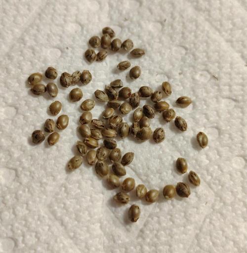 Blueberry - QCS. Week 14 - Nice looking seeds. Think I'll put em in the cold vault. 