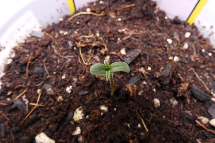 Grape Crinkle - Mephisto. Week 0 - August 18 2026
Day 1