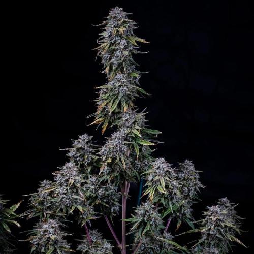 Grape Crinkle Auto. Week 0