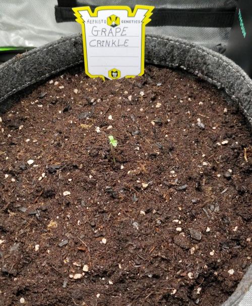 Grape Crinkle Auto. Week 0