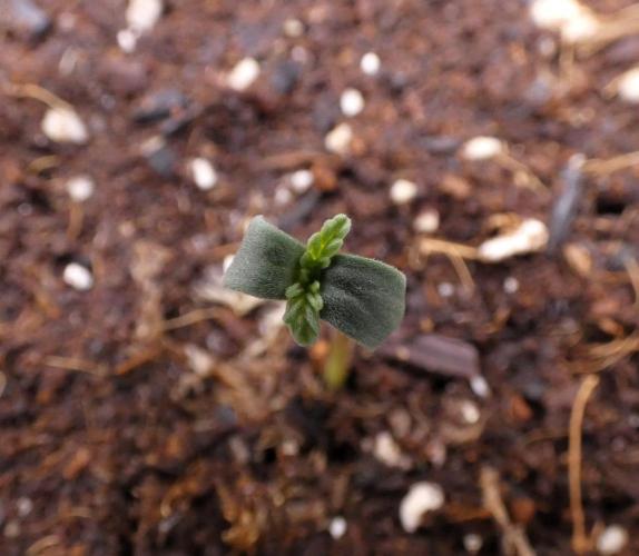 Project Gasoline Krush. Week 1 - Day 1