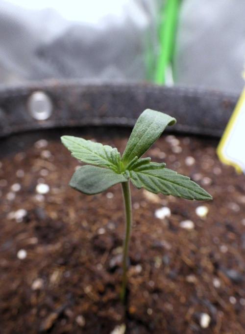Grape Crinkle - Mephisto. Week 0 - August 20 2026
Day 3