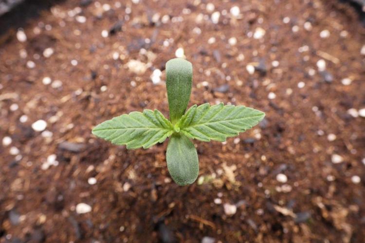 Grape Crinkle - Mephisto. Week 0 - August 21 2026
Day 4