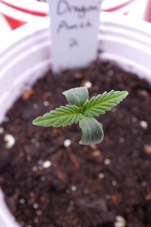 Dragon Punch Regular. Week 1