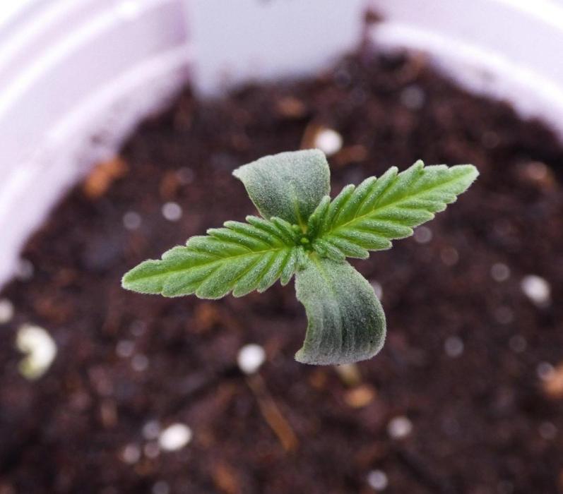 Dragon Punch 🐉👊🍒. Week 1 - May 12 2026