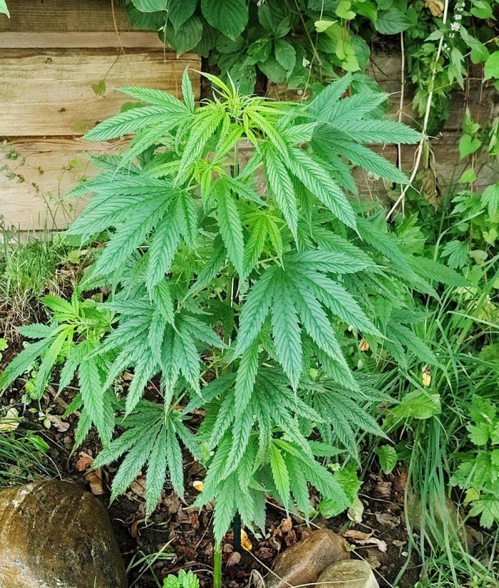 Dragon Punch 🐉👊🍒. Week 10