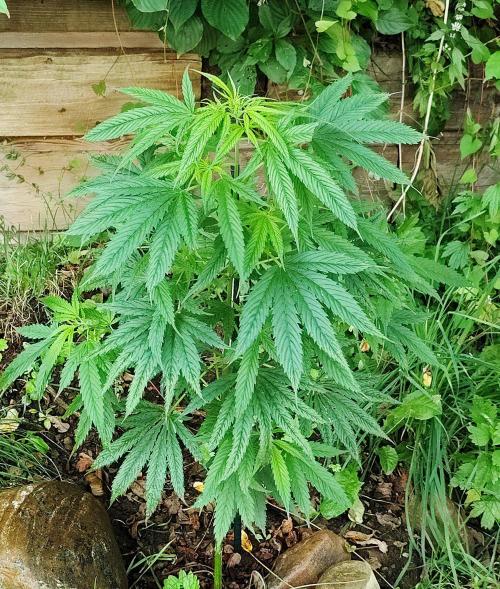 Dragon Punch Regular. Week 10