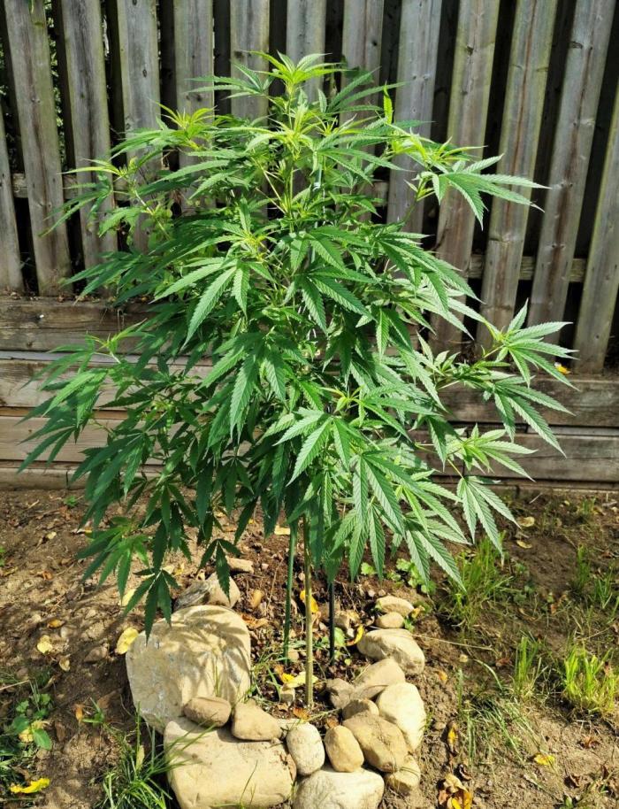 Dragon Punch 🐉👊🍒. Week 13 - August 7 2026