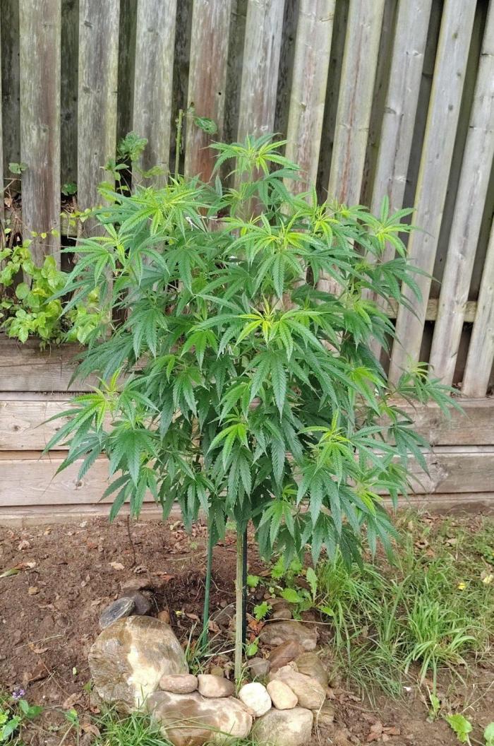 Dragon Punch 🐉👊🍒. Week 14 - August 13 2026