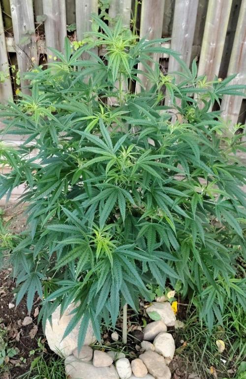Dragon Punch Regular. Week 15