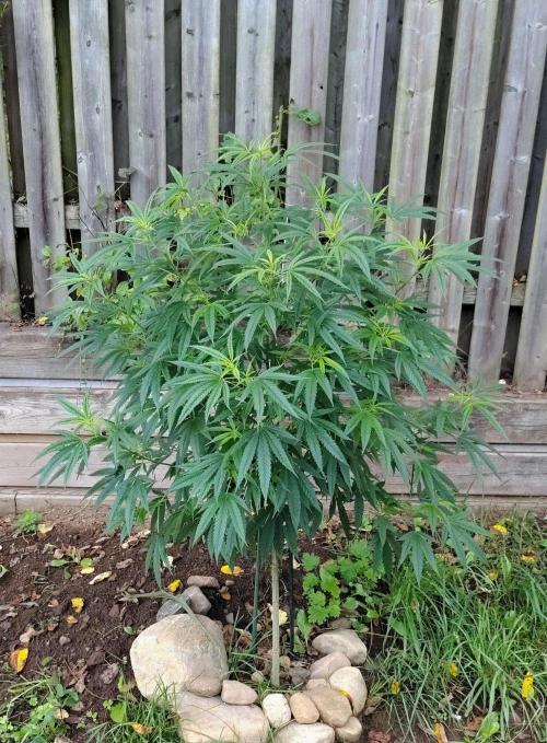 Dragon Punch 🐉👊🍒. Week 15 - August 20 2026