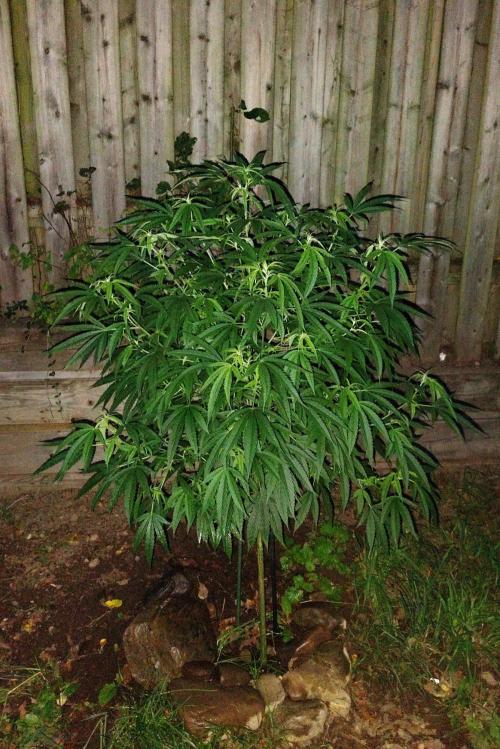Dragon Punch 🐉👊🍒. Week 15 - August 17 2026