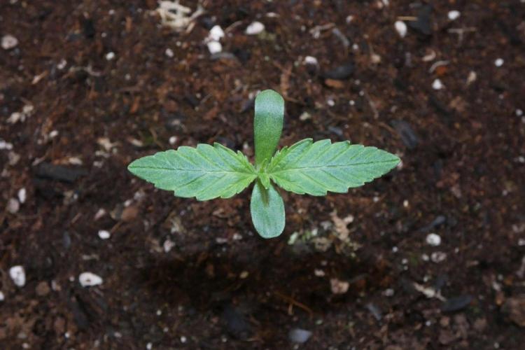 Grape Crinkle - Mephisto. Week 0 - August 22 2026
Day 5
