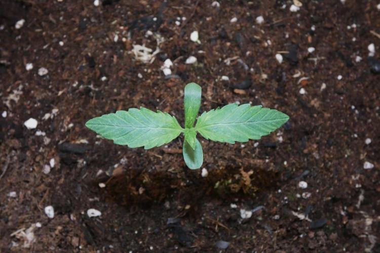 Grape Crinkle - Mephisto. Week 0 - August 23 2026
Day 6