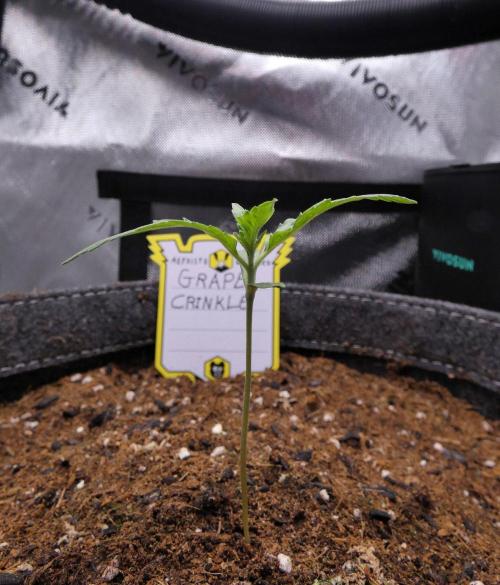 Grape Crinkle - Mephisto. Week 1