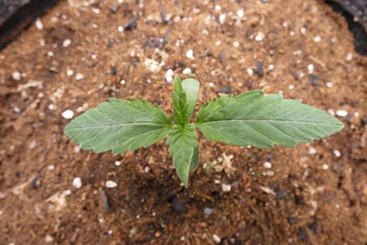 Grape Crinkle - Mephisto. Week 1