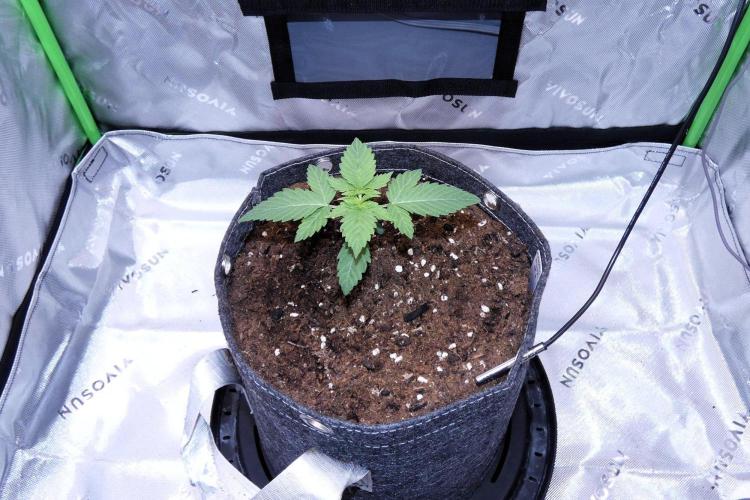 Crush Kush. Week 2