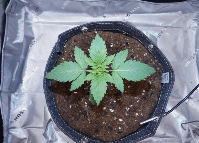Crush Kush. Week 2