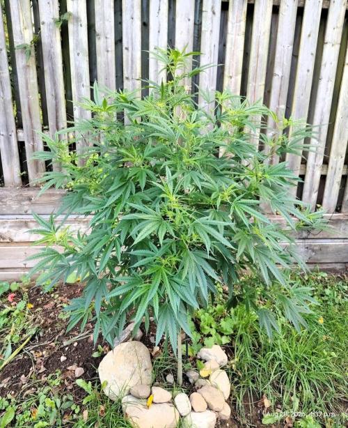 Dragon Punch 🐉👊🍒. Week 16