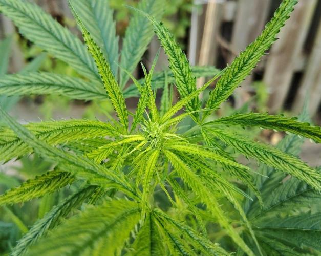 Dragon Punch 🐉👊🍒. Week 16