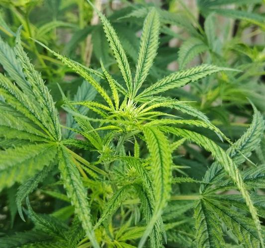 Dragon Punch 🐉👊🍒. Week 16