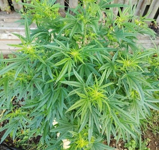 Dragon Punch 🐉👊🍒. Week 16