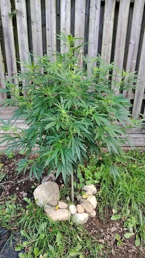 Dragon Punch Regular. Week 16