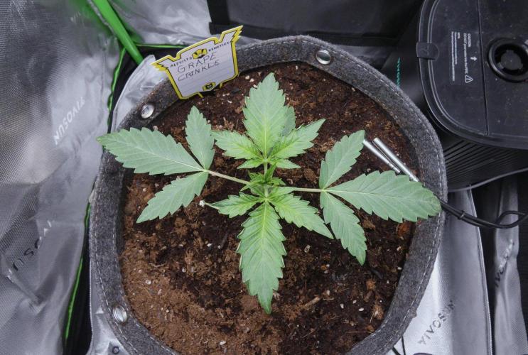 Grape Crinkle - Mephisto. Week 2