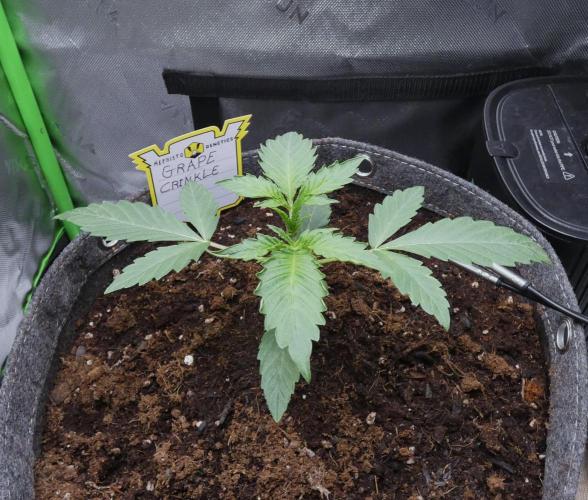 Grape Crinkle Auto. Week 2