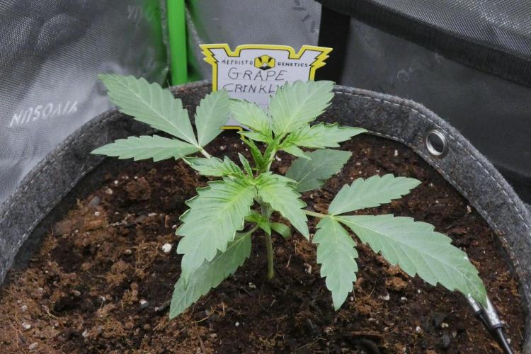 Grape Crinkle - Mephisto. Week 2
