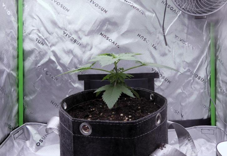 Crush Kush. Week 3