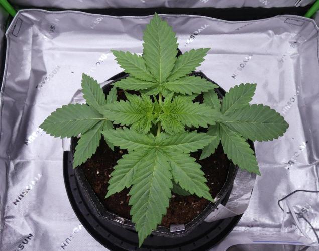 Project Gasoline Krush. Week 3