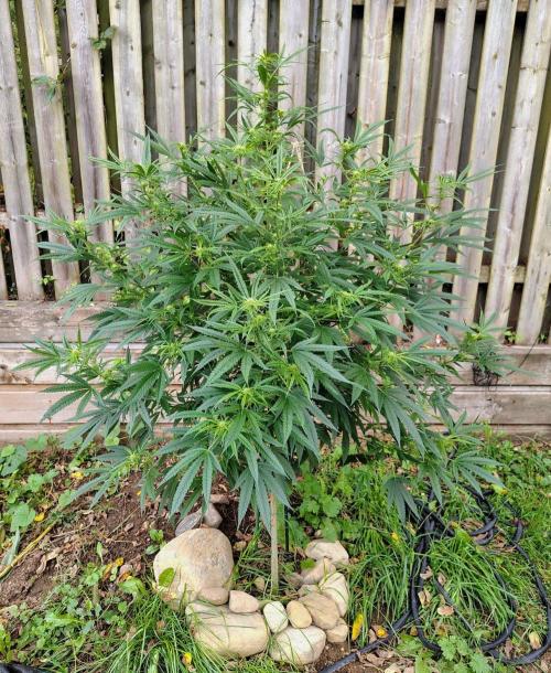 Dragon Punch 🐉👊🍒. Week 17