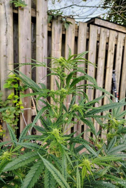 Dragon Punch 🐉👊🍒. Week 17