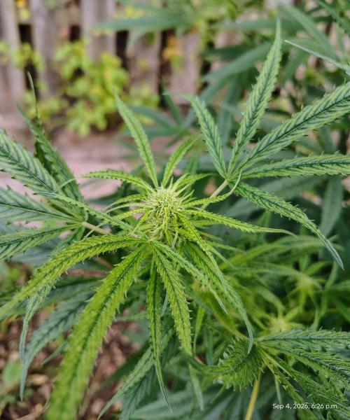 Dragon Punch 🐉👊🍒. Week 17
