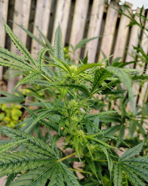 Dragon Punch 🐉👊🍒. Week 17