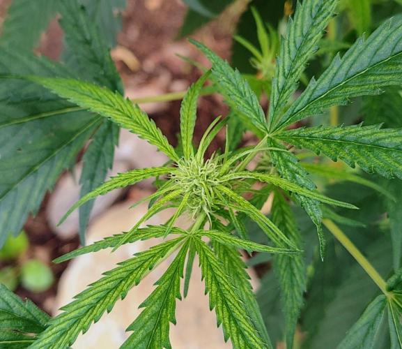 Dragon Punch 🐉👊🍒. Week 17 - Pollinated with 2-stroke Lemonade