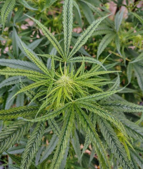 Dragon Punch 🐉👊🍒. Week 17