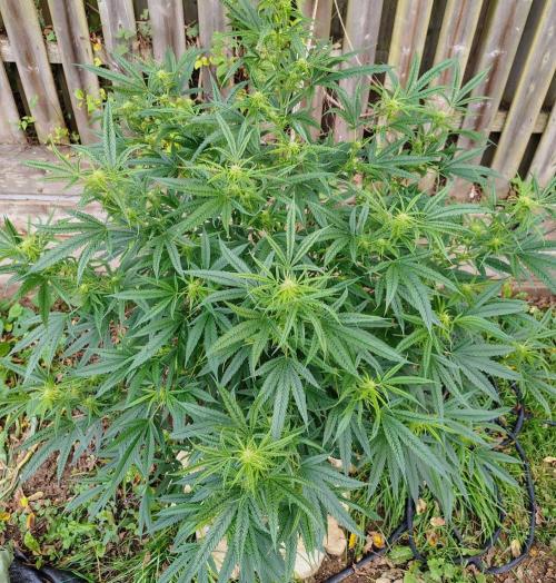 Dragon Punch 🐉👊🍒. Week 17