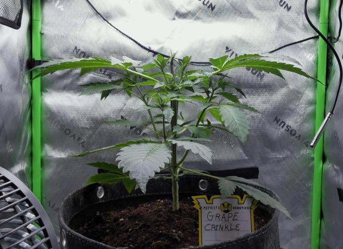 Grape Crinkle - Mephisto. Week 3