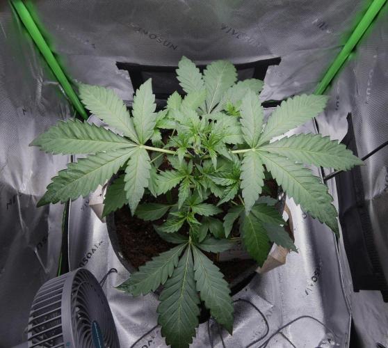 Grape Crinkle - Mephisto. Week 3