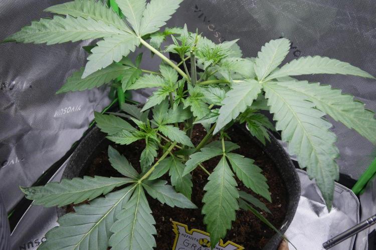 Grape Crinkle - Mephisto. Week 3