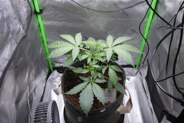 Grape Crinkle - Mephisto. Week 3