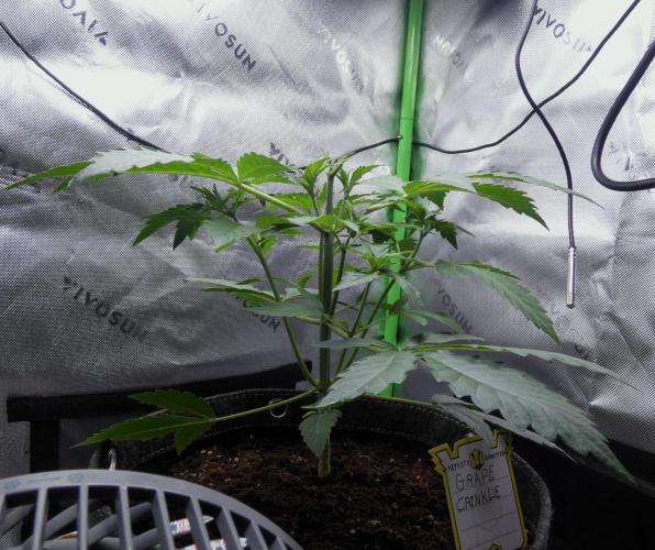 Grape Crinkle - Mephisto. Week 3