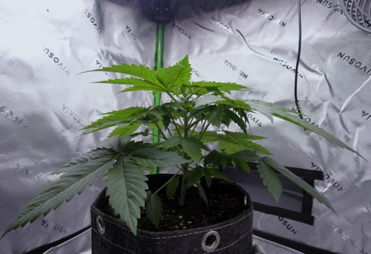 Project Gasoline Krush. Week 4