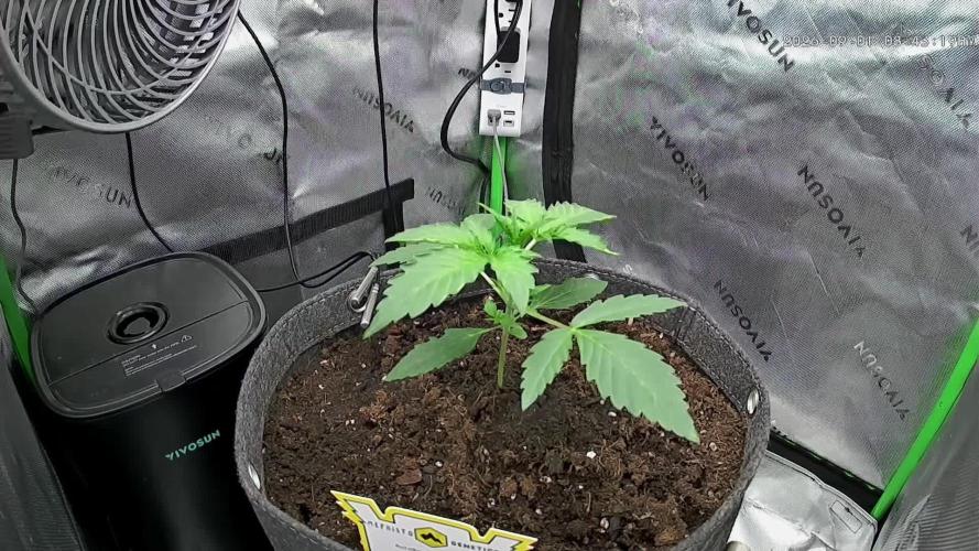 Grape Crinkle - Mephisto