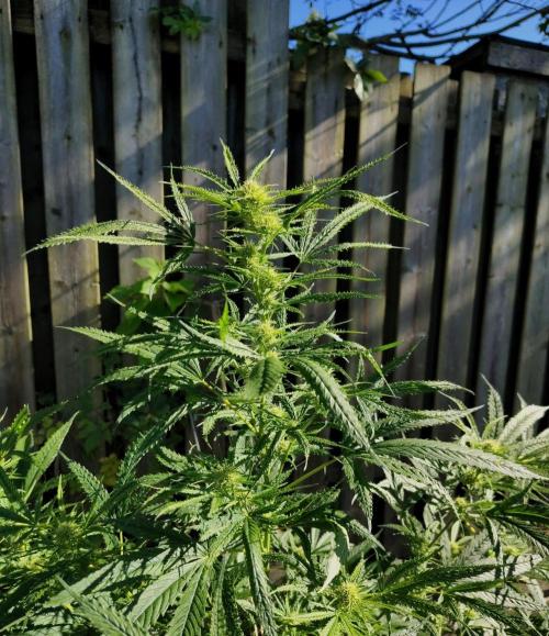 Dragon Punch 🐉👊🍒. Week 18