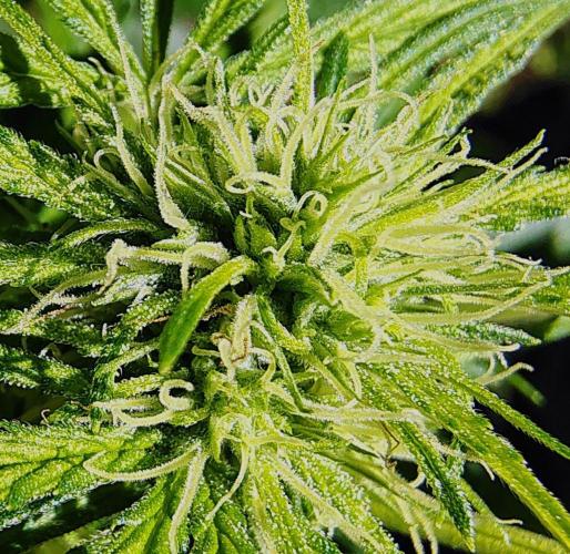 Dragon Punch 🐉👊🍒. Week 18 - Pollinated Larf
(fingers crossed)